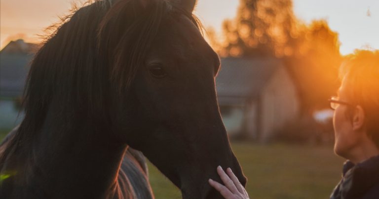 Stable Foundations 4 Equine Therapy Feature